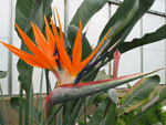 bird of paradise flower